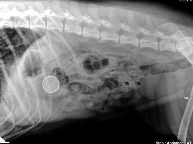 how much does it cost to xray a dogs stomach