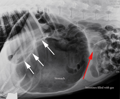 Digital Radiology